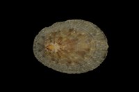 藏品(花笠螺)的圖片